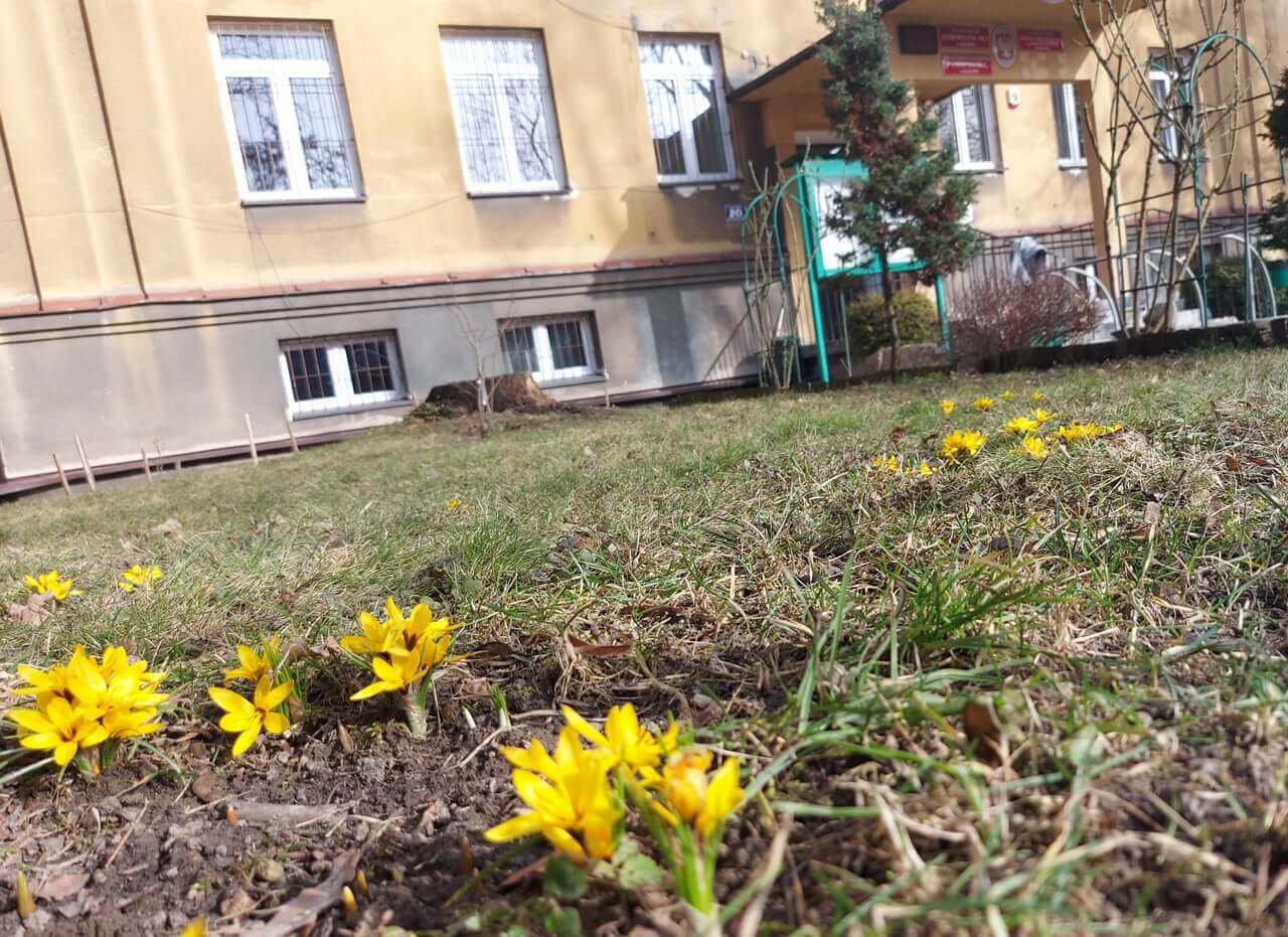 zdjęcia kwiatów w szkolnym ogrodzie.